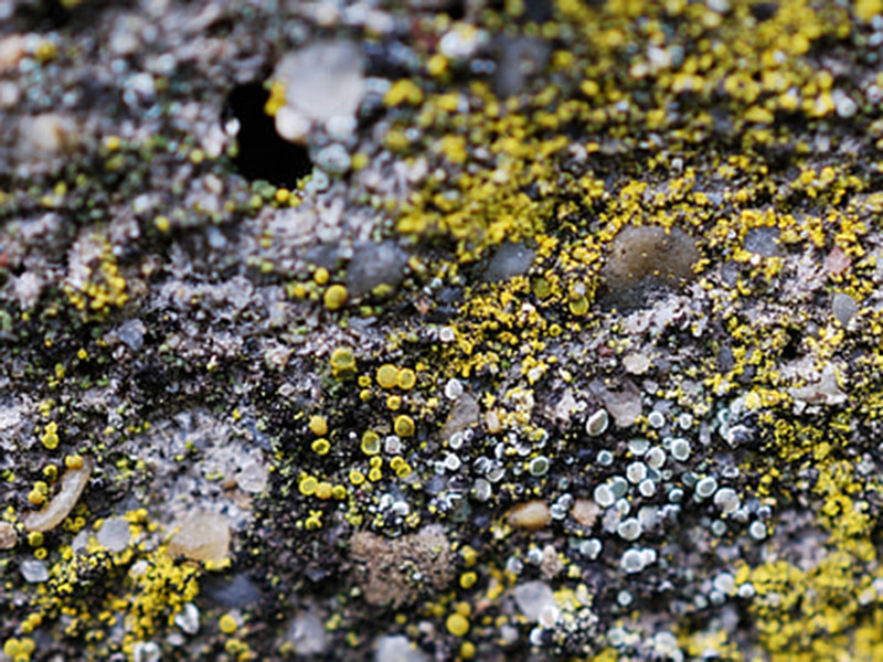 手持式土壤重金屬檢測儀價格