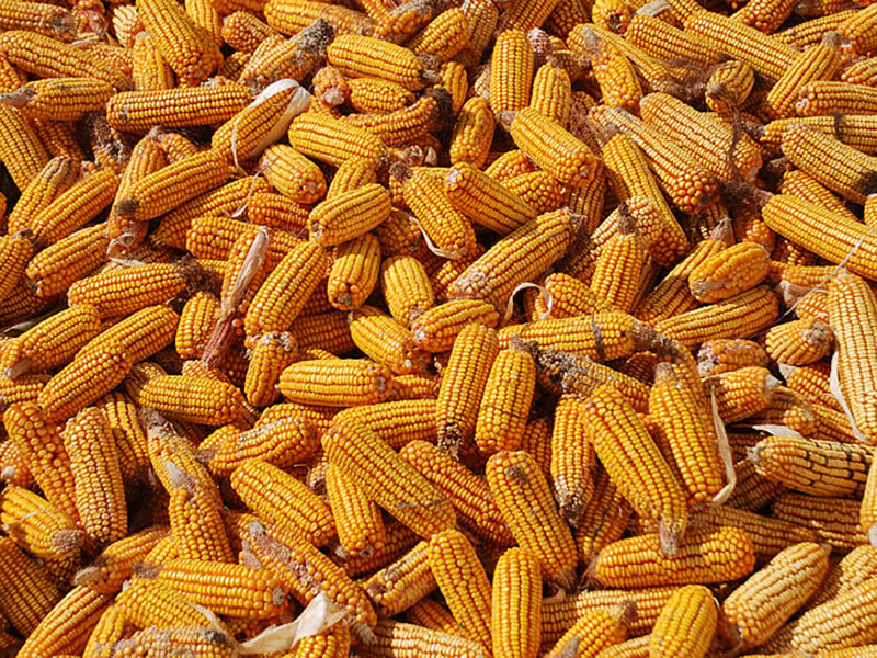 怎么判斷玉米有沒(méi)有黃曲霉毒素