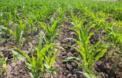 土壤養(yǎng)分快速檢測儀對(duì)十大功勞的測定不容忽視